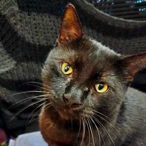 Meet your Posher, Bort!